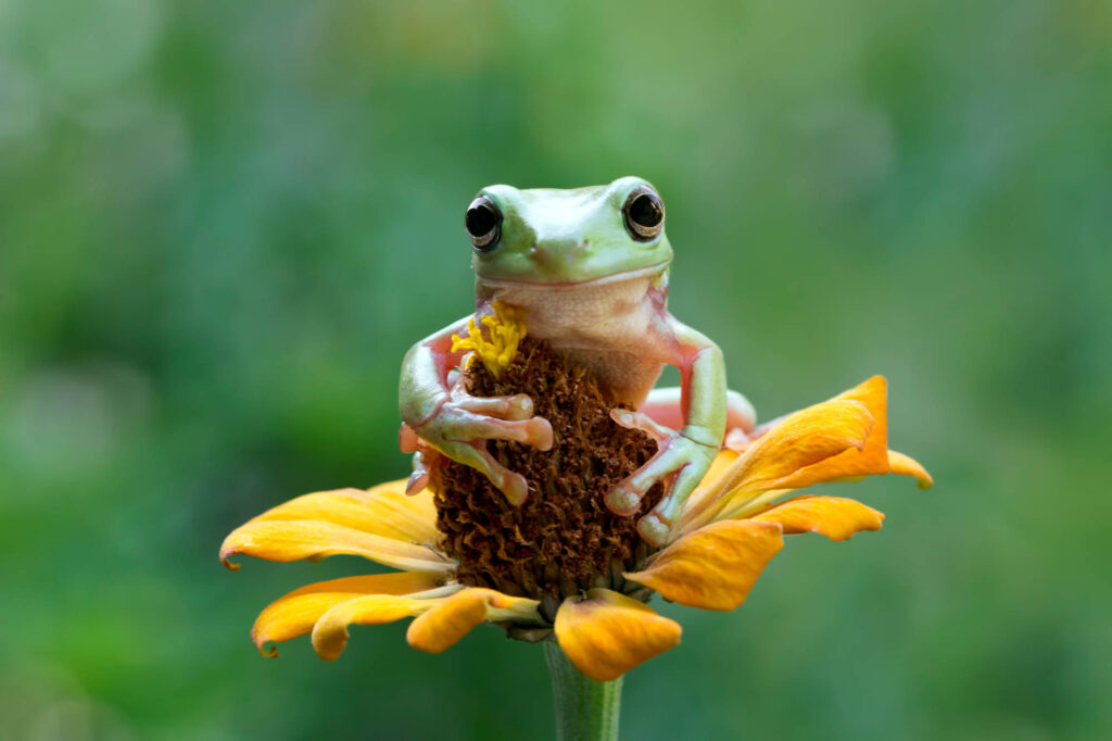 Australian green tree frog sitting on a flower