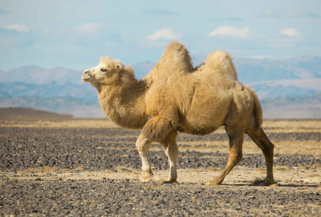 Bactrian camel walking