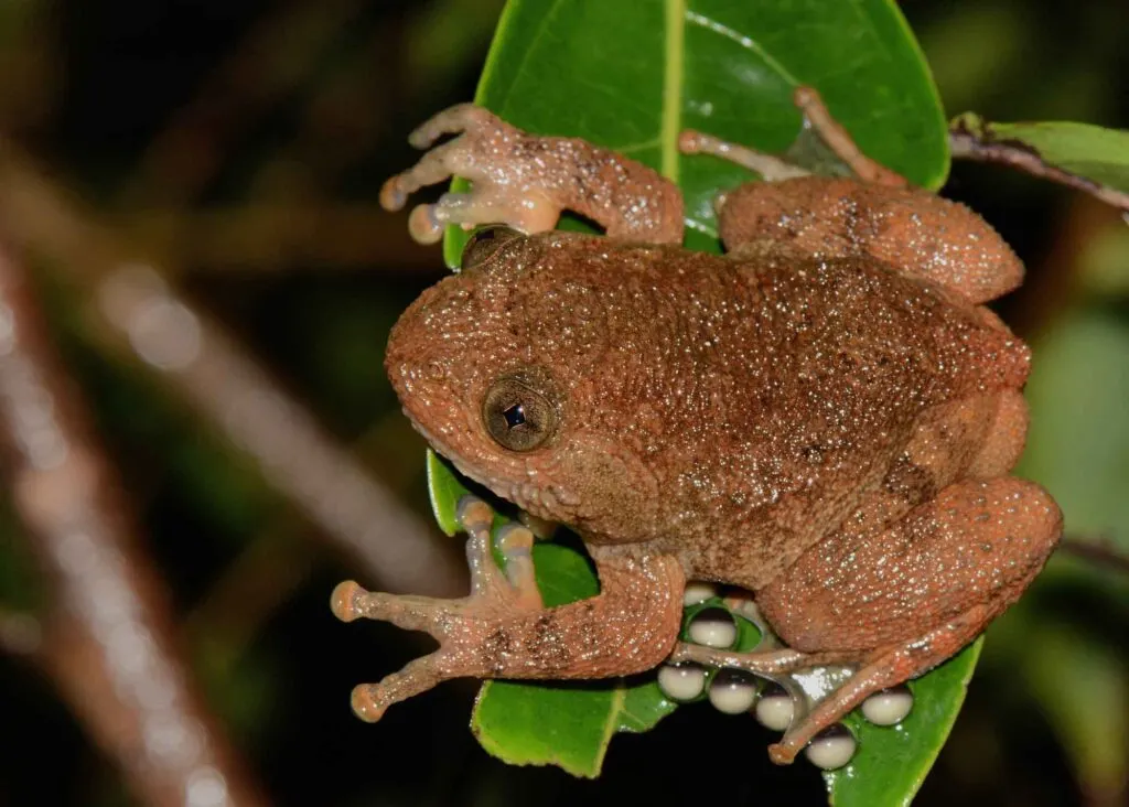 Bombay night frog on leaf