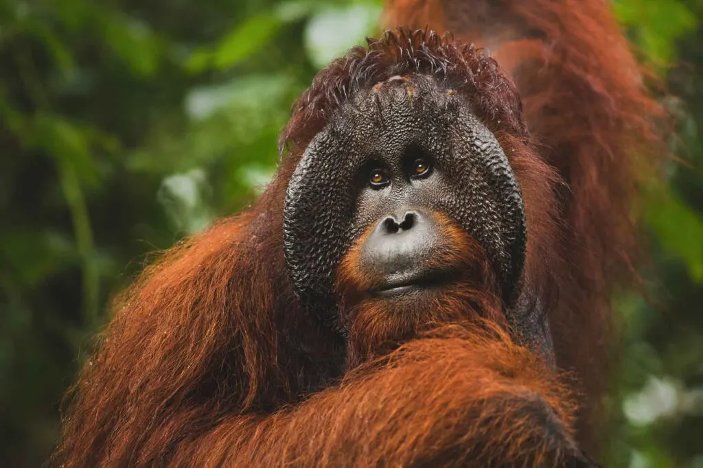 Bornean orangutan portrait