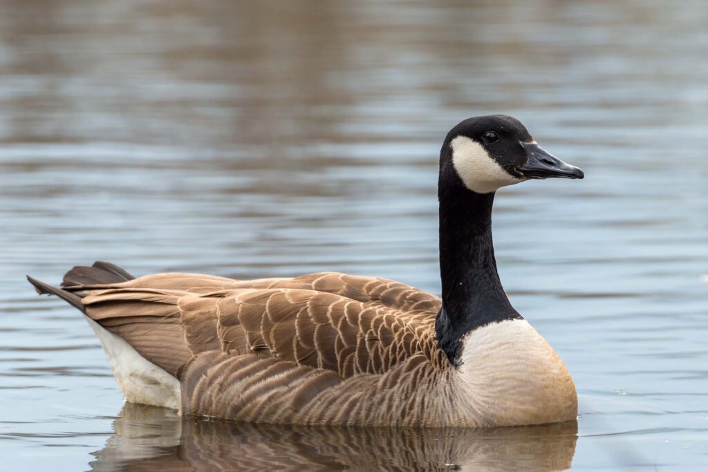 Canada goose on water
