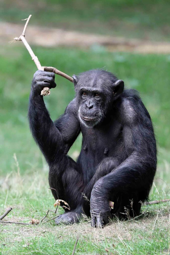 Chimpanzee scratching back with branch