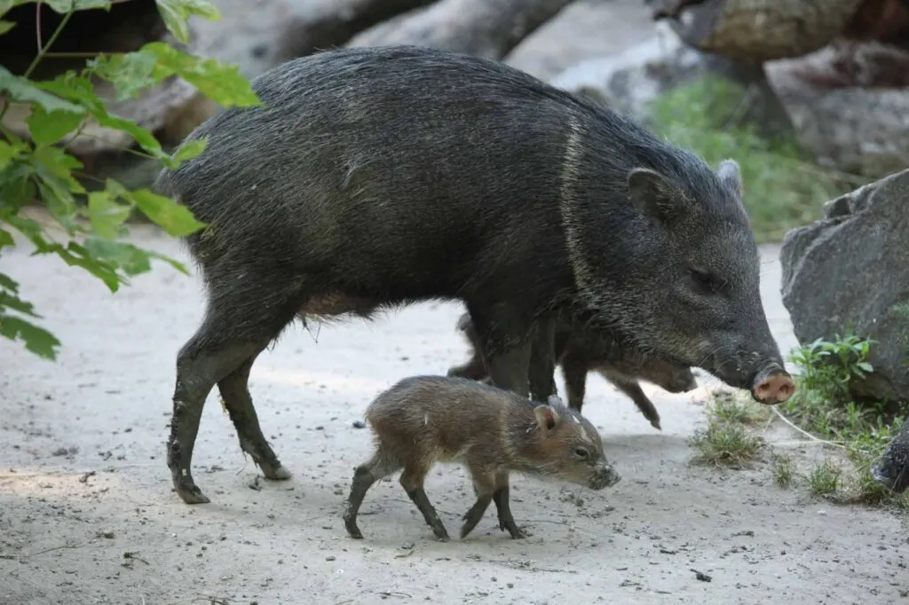 Collared peccary mother and baby