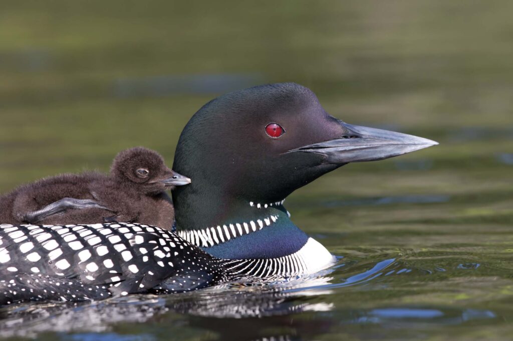 Common loon mother and baby on water