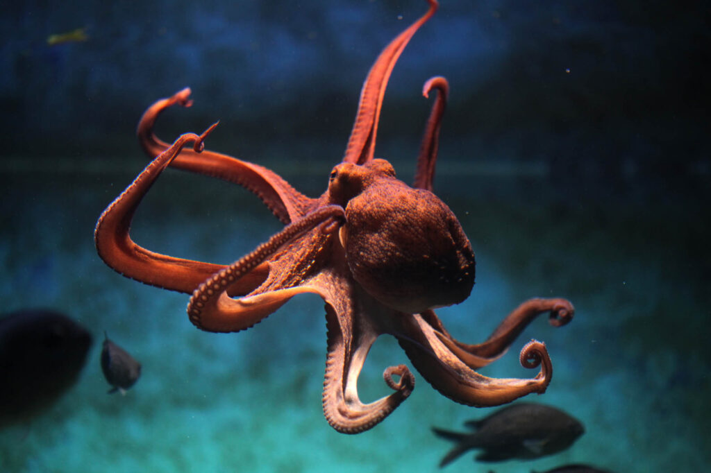Common octopus swimming