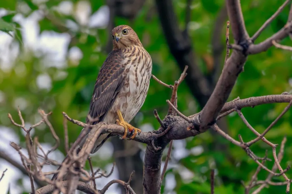 Young cooper's hawk perched on tree