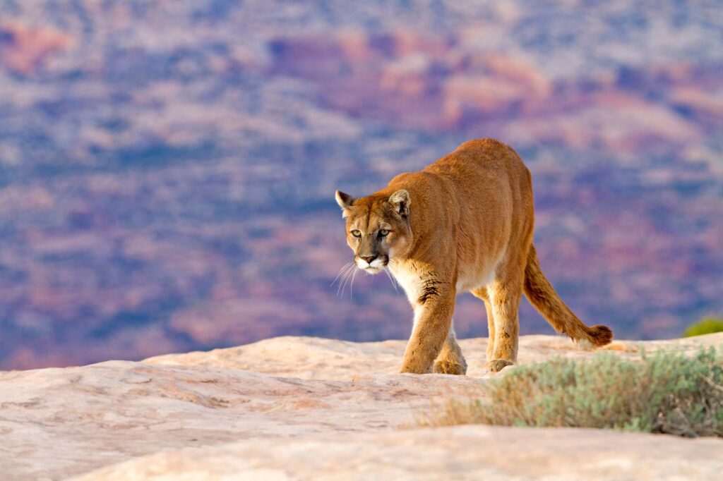 Cougar walking, also known as mountain lion