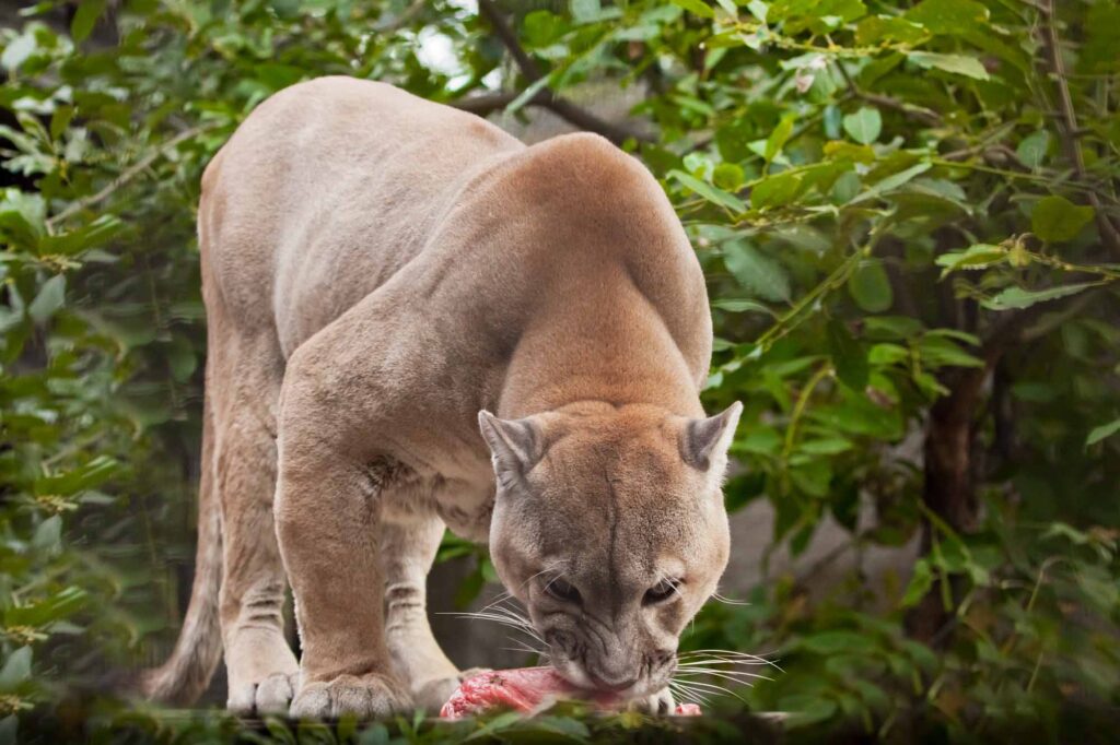 Cougar eating, also known as mountain lion