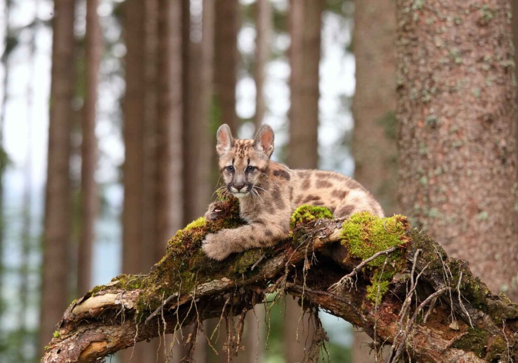 Cougar kitten sitting on tree branch
