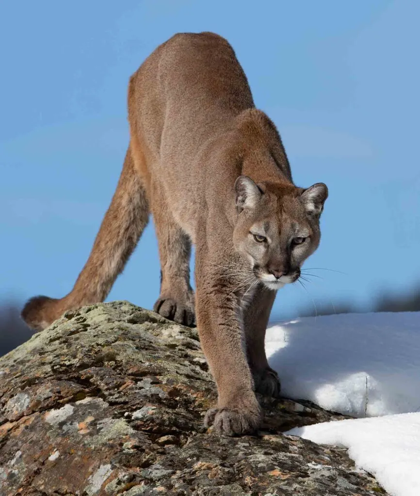 Cougar walking on snow