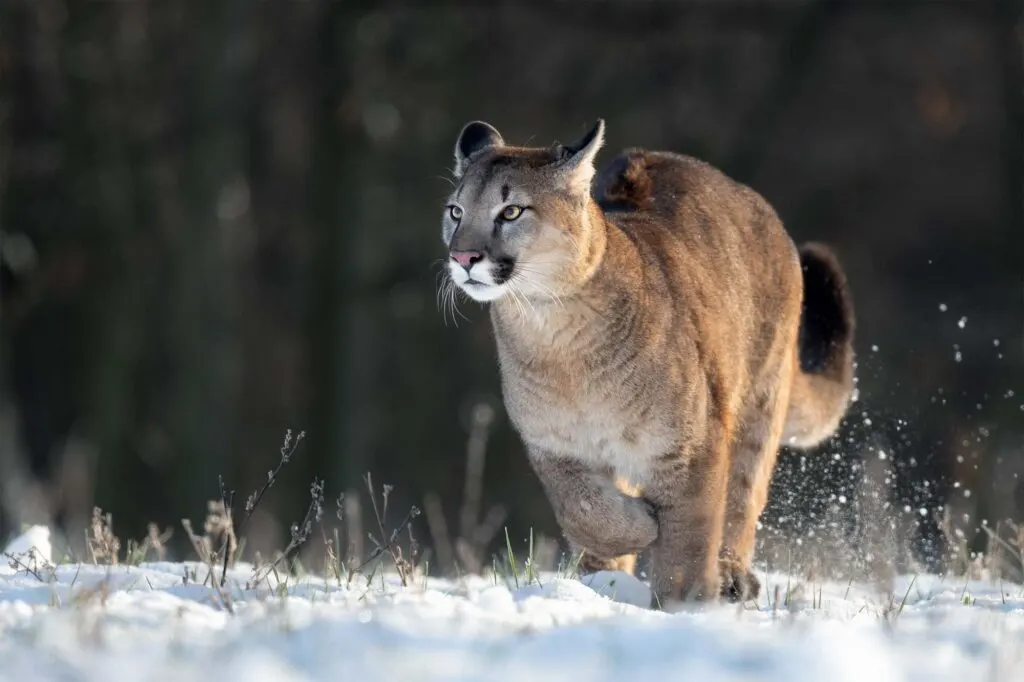 Cougar running on snow