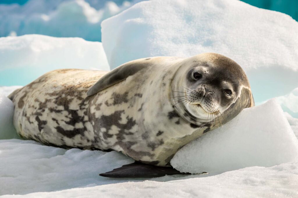 Crabeater seal laying on ice