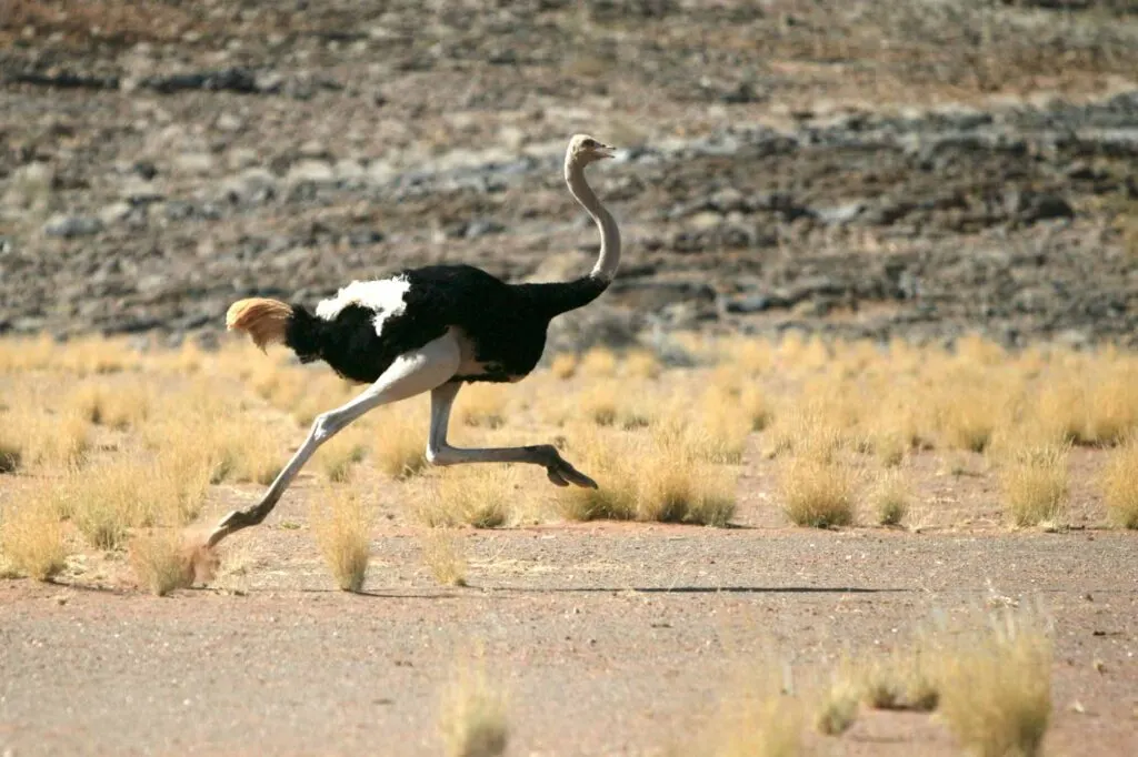 The ostrich is the fastest running bird in the world!