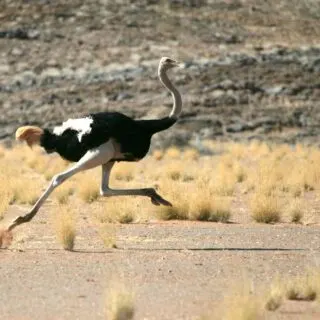 Ostrich running in desert