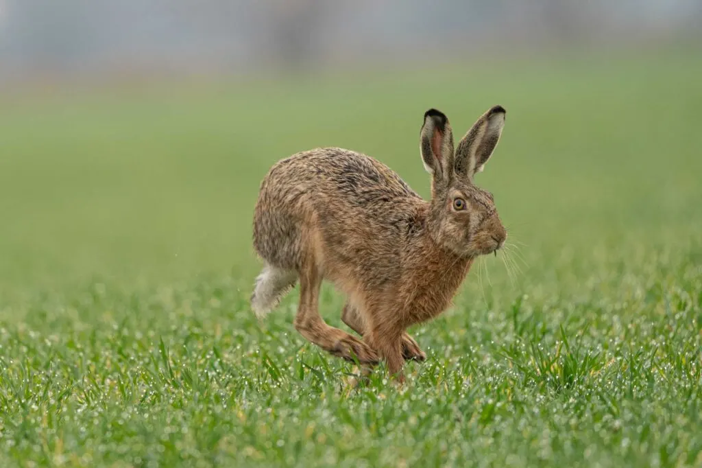 Wild European Hare running