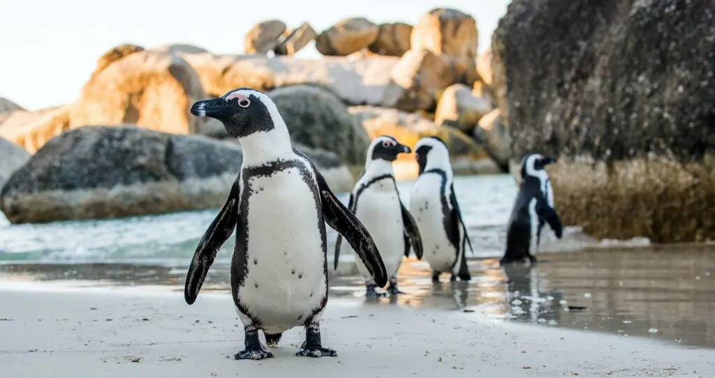 African penguins walking on sandy beach