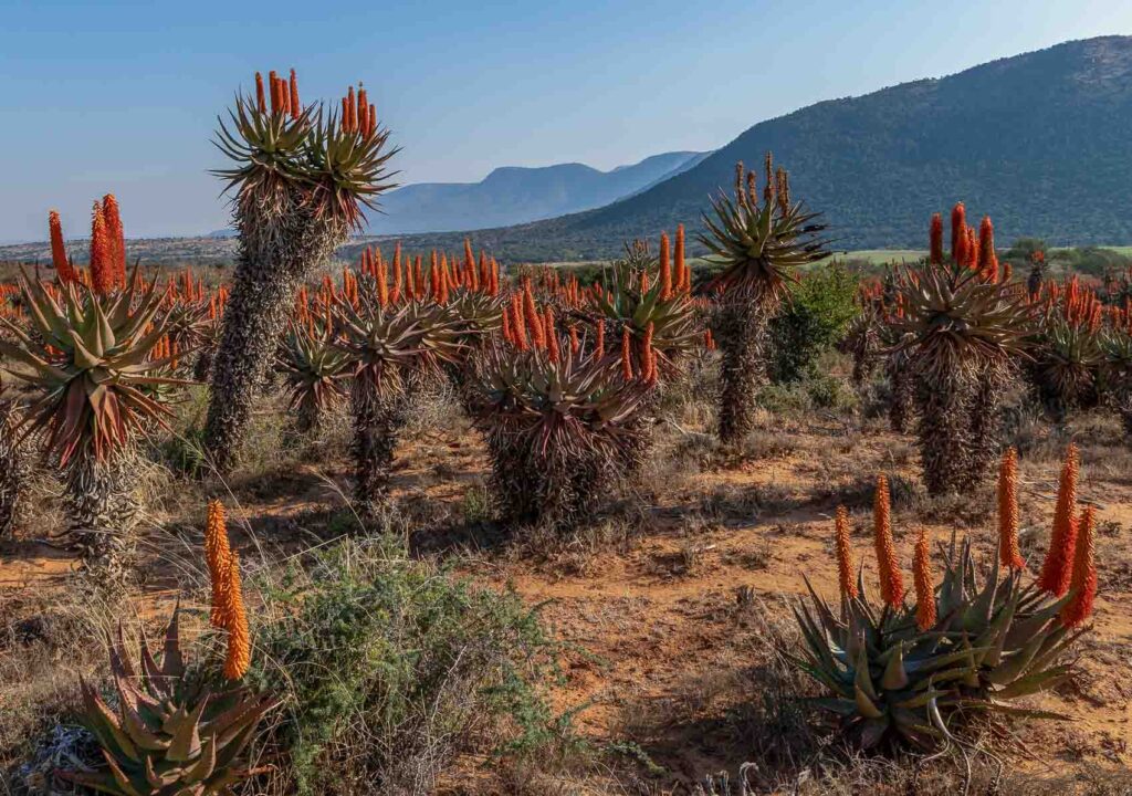 Aloe plants in Karoo desert in Africa