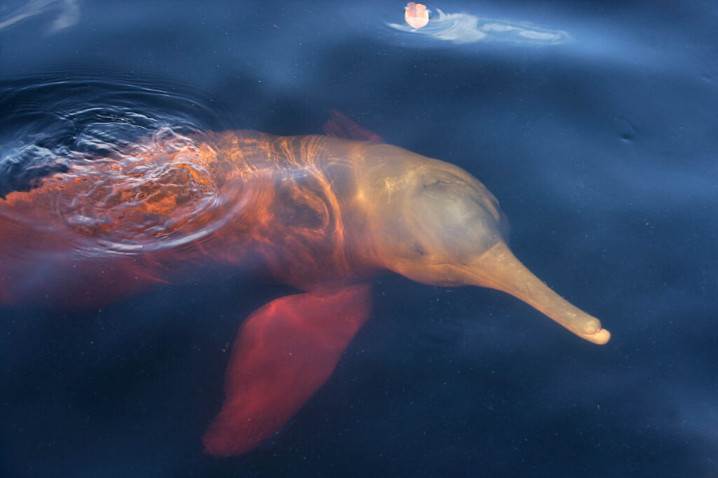Amazon River dolphin swimming