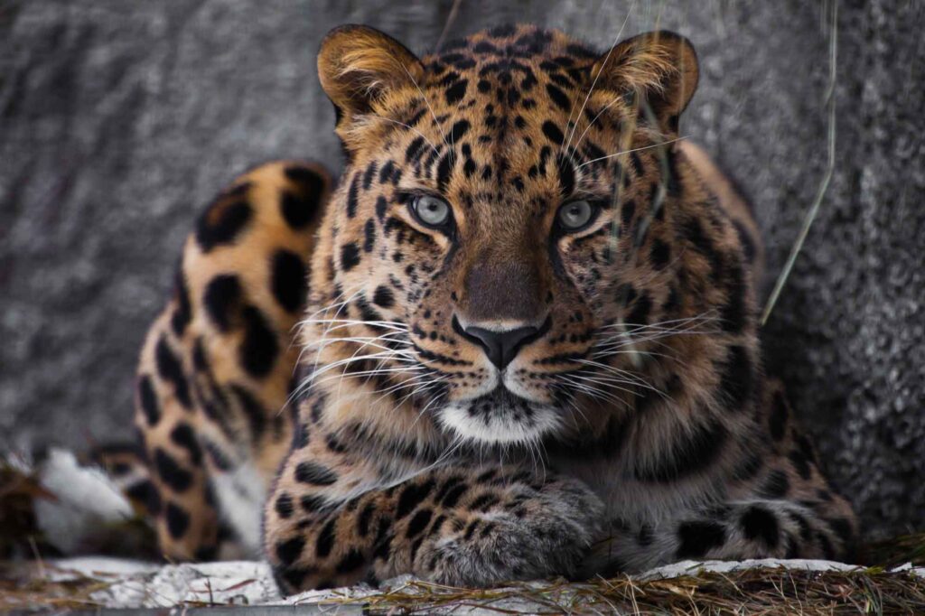 Amur leopard, powerful motley big cat looks straight through the eyes of a predator