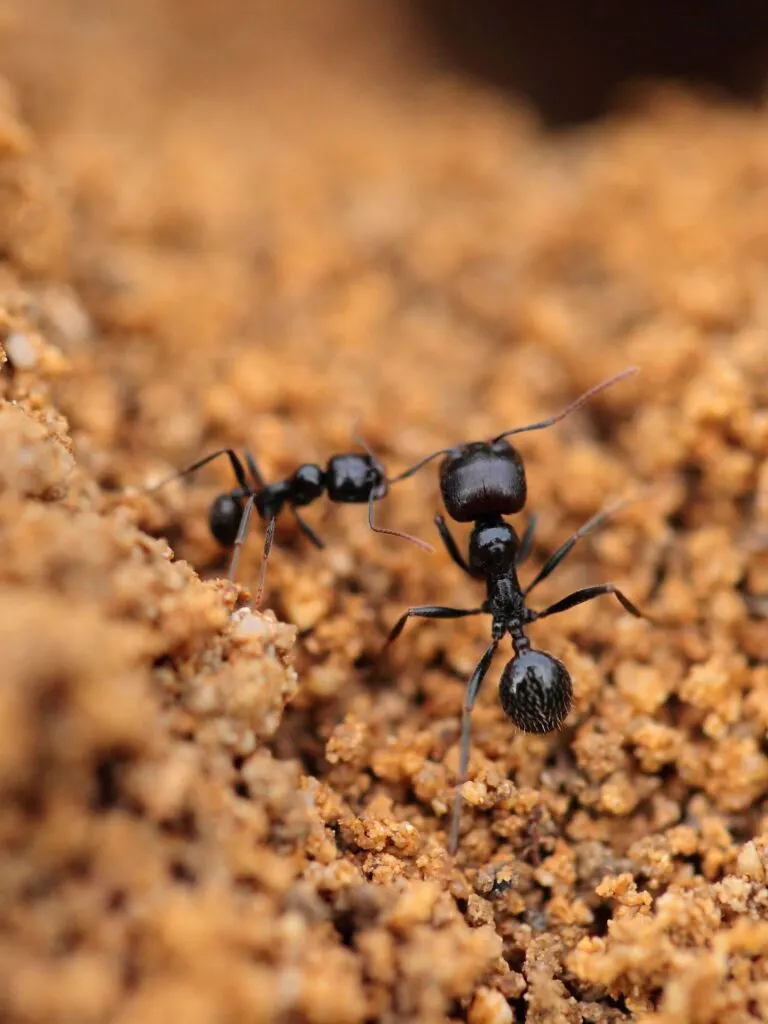 Army ant