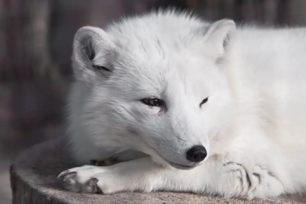 Cute Arctic fox closeup