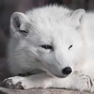 Cute Arctic fox closeup
