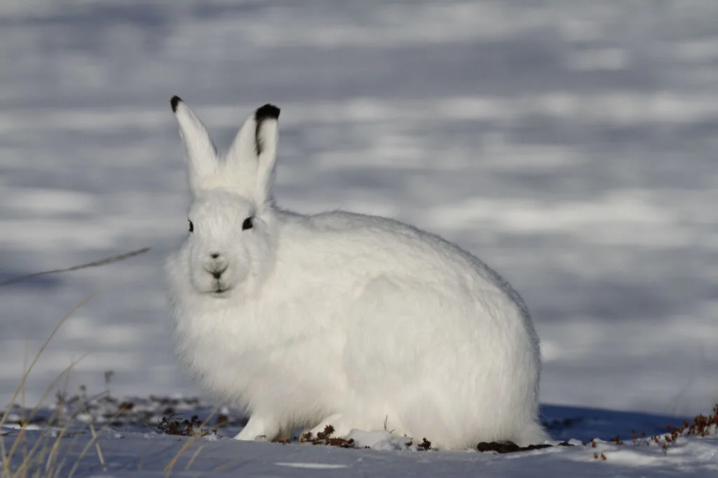 Cute Arctic hare closeup