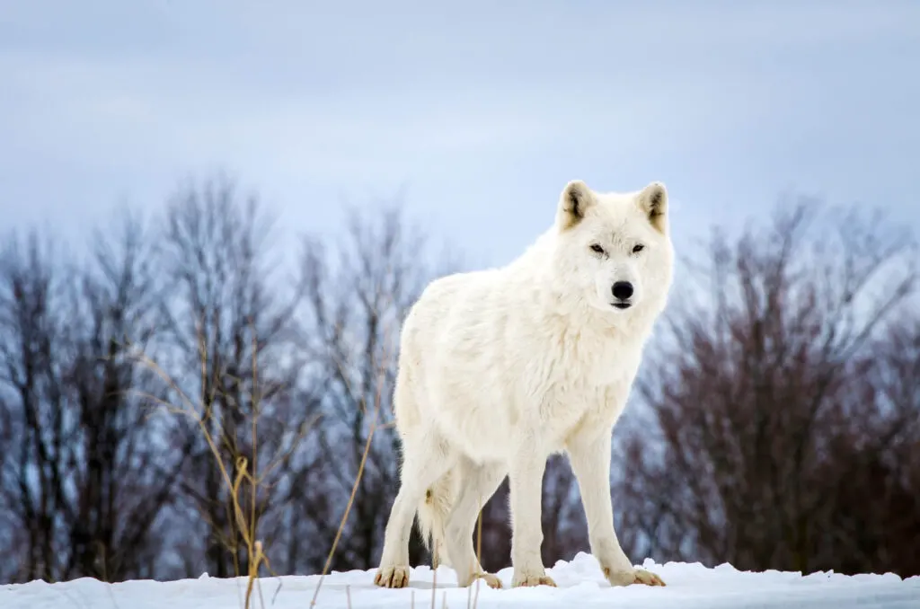 Cute Arctic wolf closeup