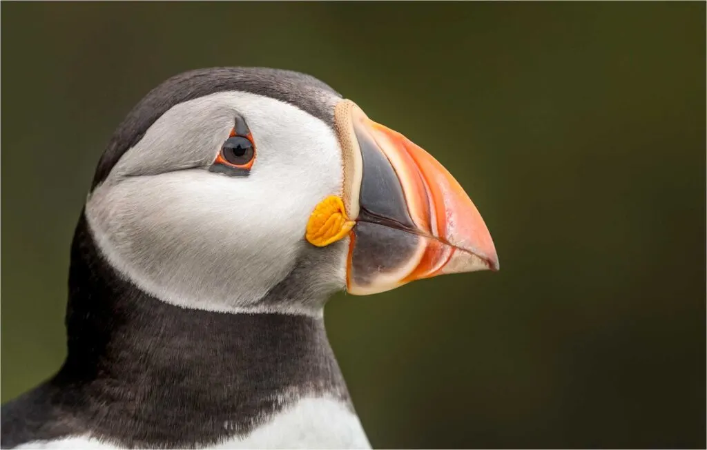 Cute Atlantic puffin is an animal that start with A