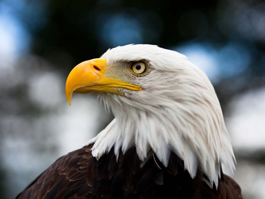 The bald eagle is one of the most imposing types of eagle!