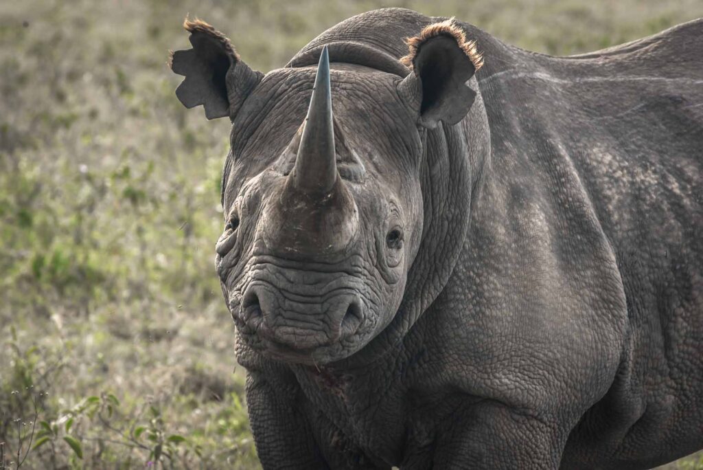 Black rhino portrait
