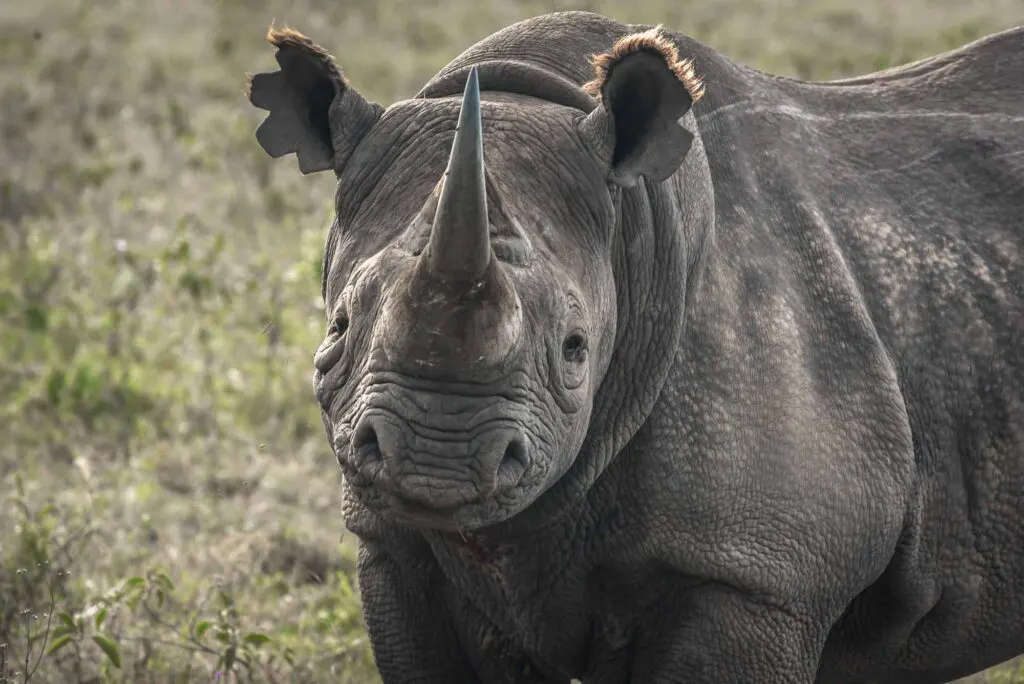 Black rhino portrait