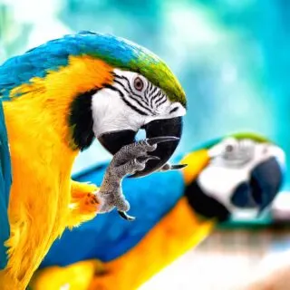 Blue and yellow macaw
