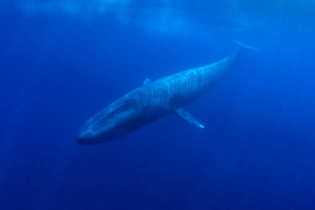 The blue whale is the biggest animal in the world!