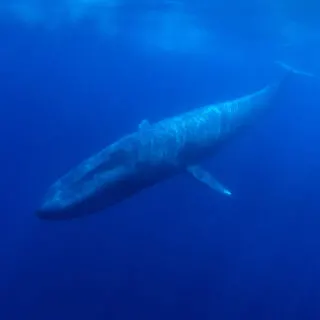 Blue Whale underwater