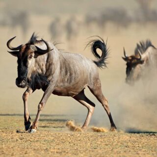 A blue wildebeest running in dust