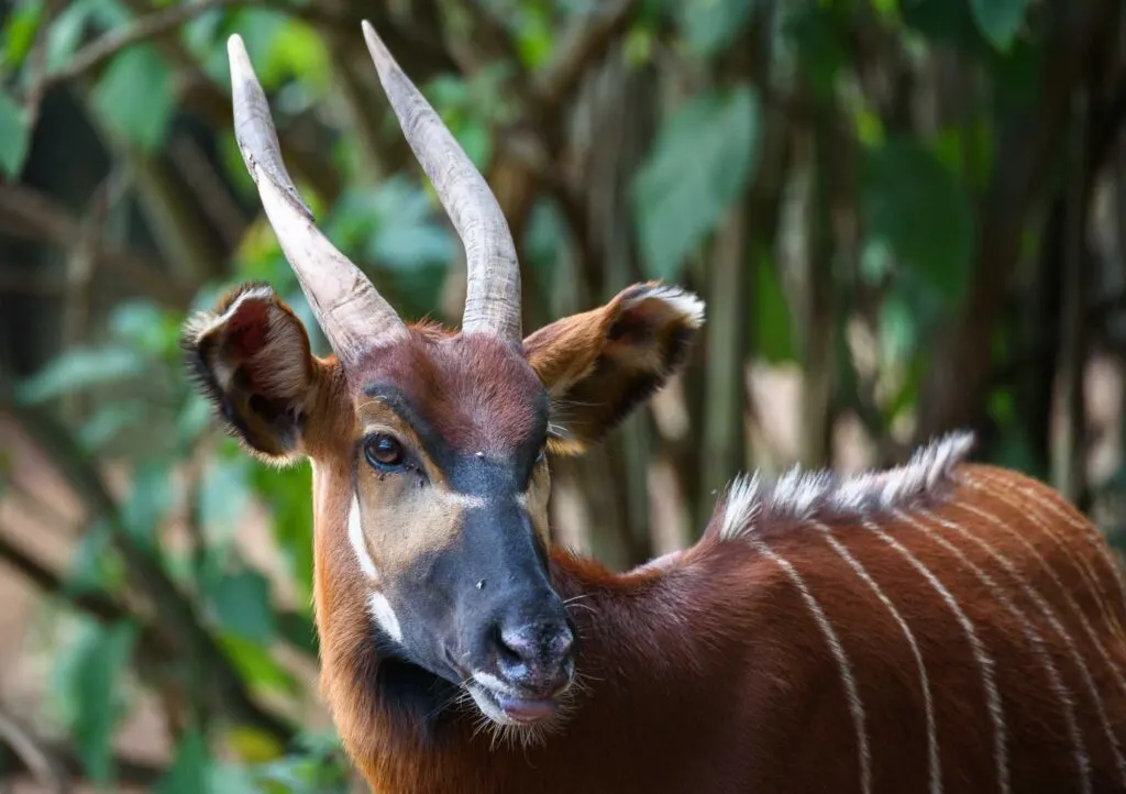 Bongo antelope portrait
