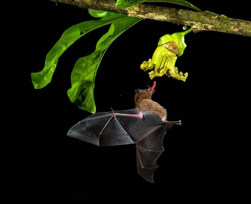 Brazilian brown bat hovering flower