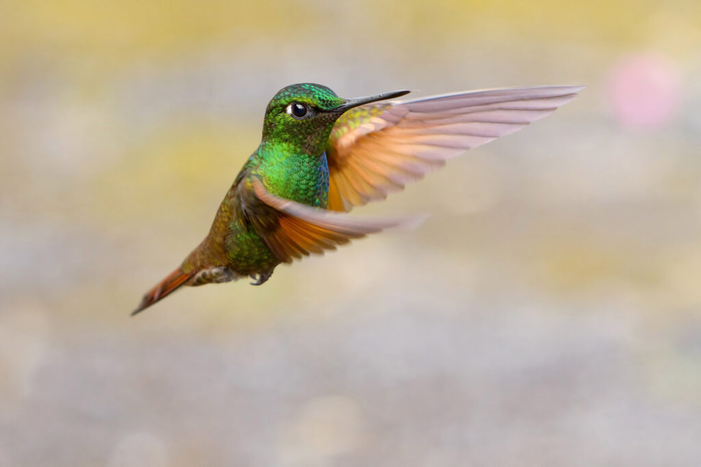Brazilian Ruby hummingbird flying