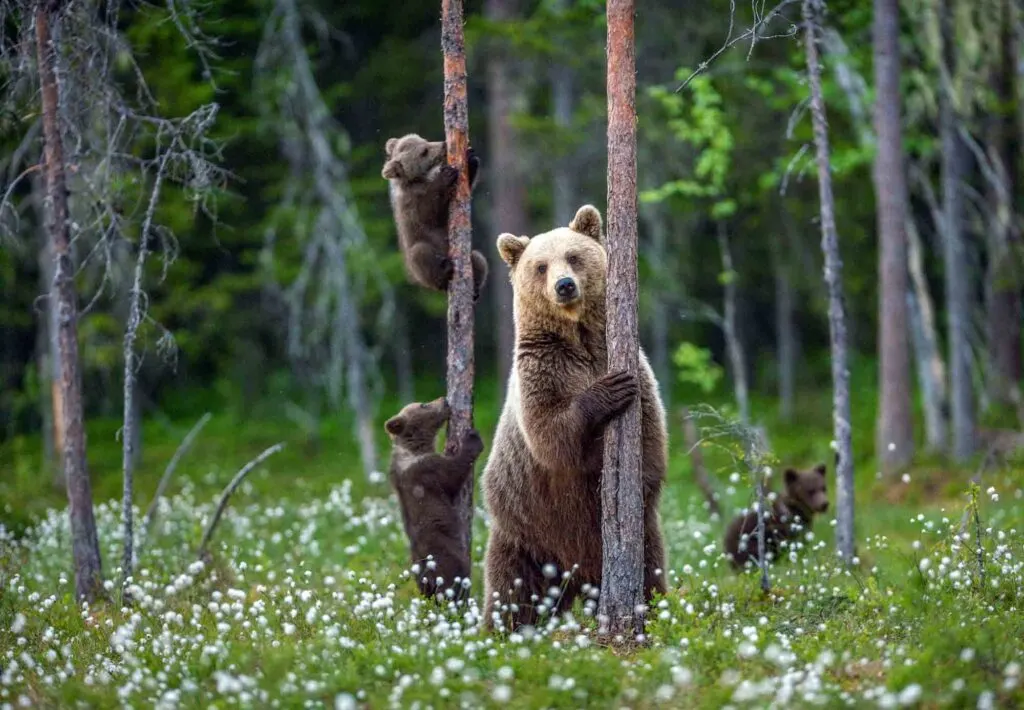 Brown she-bear with cubs