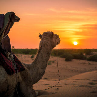 Camels watching sunset in Lompoul Desert in Africa
