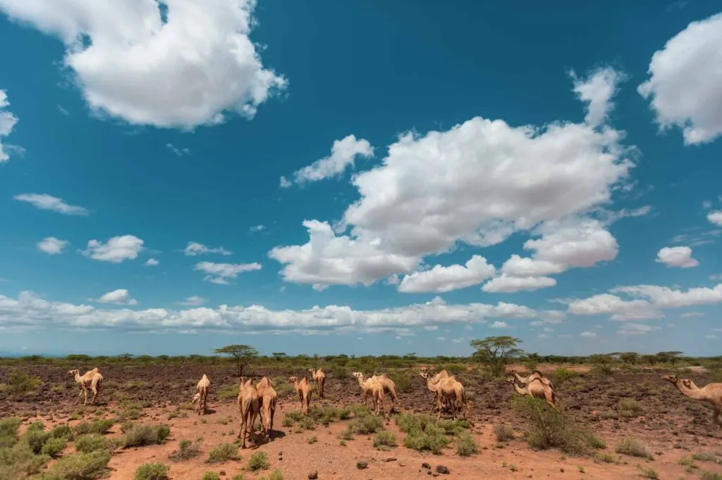 Camels walking on Chalbi Desert in Africa