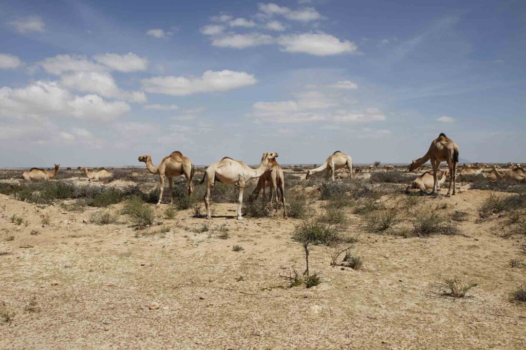 Camels walking on Grand Bara Desert in Africa