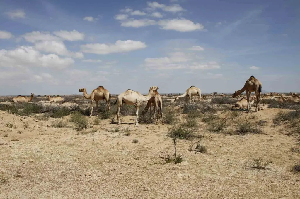 Camels walking on Grand Bara Desert in Africa