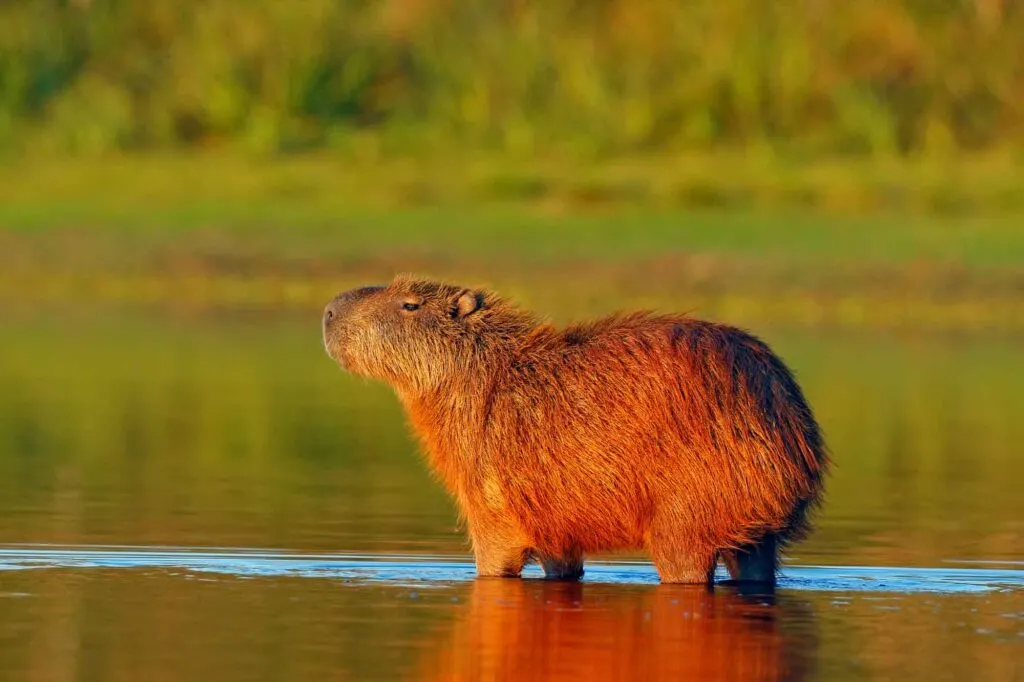 Capybara in the Pantanal, Brazil