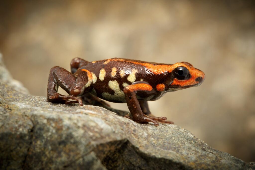 Cauca poison frog on rock