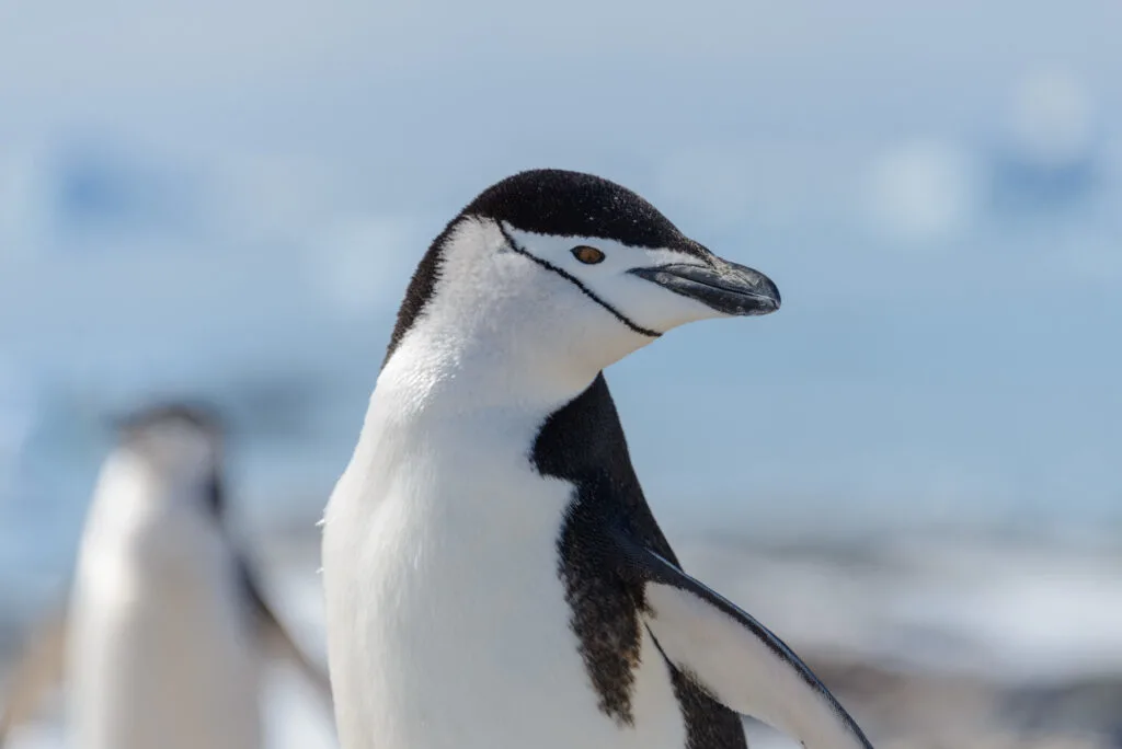 Chinstrap penguin portrait
