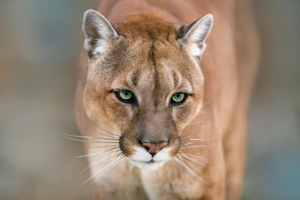 Cougar is an animal that begins with the letter C