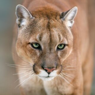 Cougar portrait, also known as puma