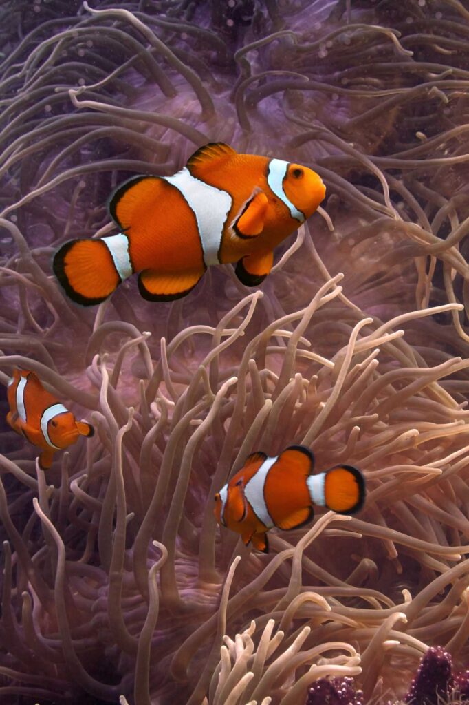 Clownfish swimming in anemone